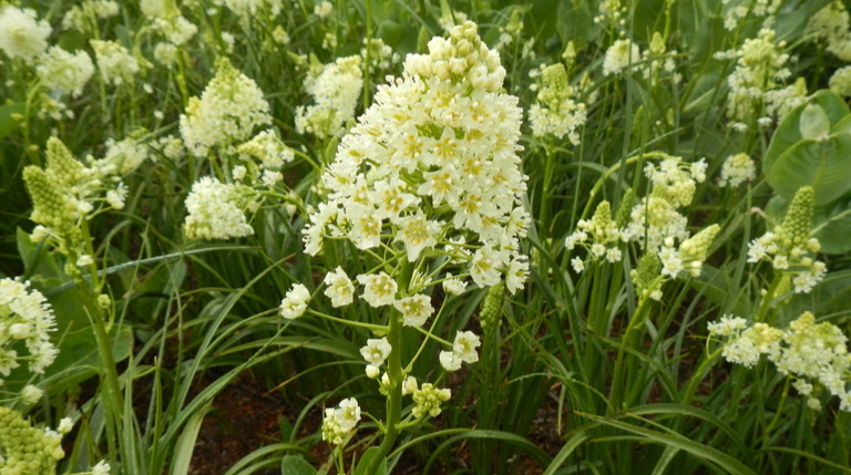 Death Camas (Zigadenus species)