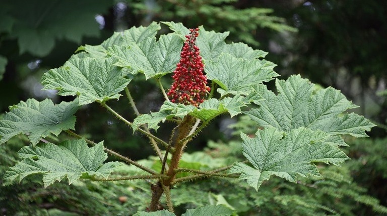 Devil's Club (Oplopanax horridus)