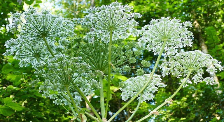 Giant Hogweed (Heracleum mantegazzianum)