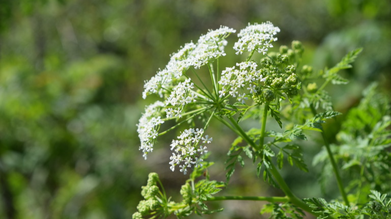 Hemlock (Conium species)