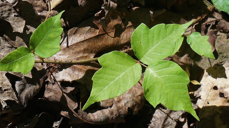 Poison Ivy (Toxicodendron radicans)