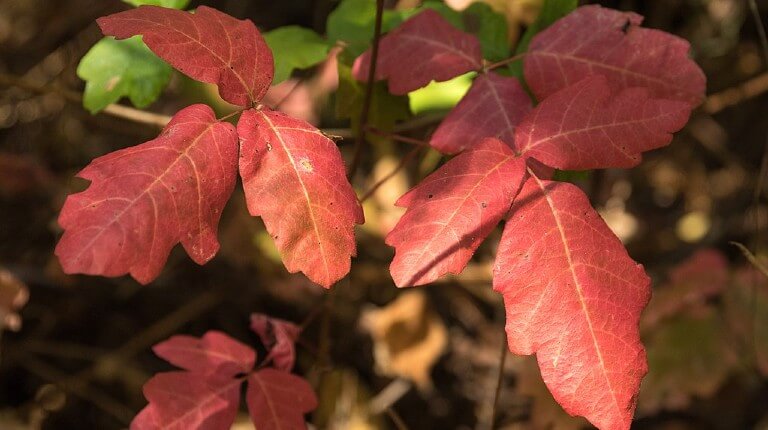 Western Poison Oak (Toxicodendron diversilobum)