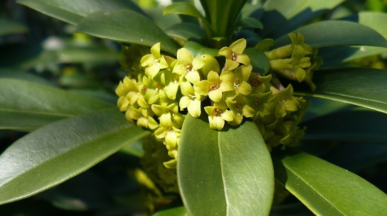 Spurge Laurel (Daphne laureola)