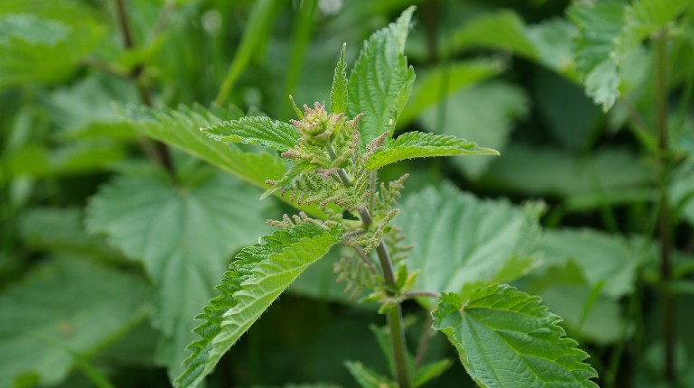 Stinging Nettles (Urtica dioica)