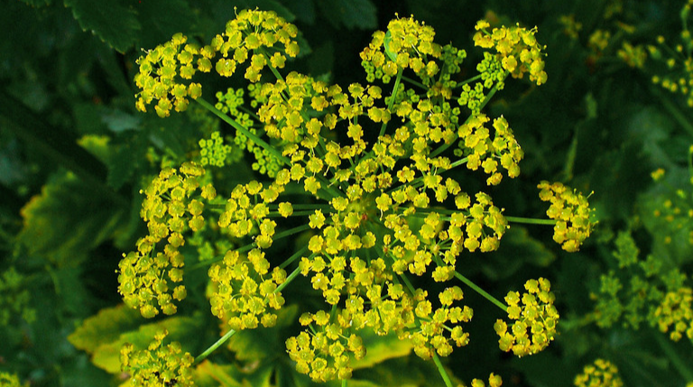 Wild Parsnip (Pastinaca sativa)